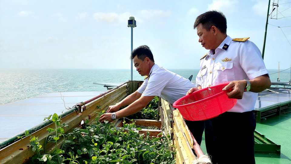 Chiến sỹ Nhà giàn DK1/10 hái rau. (Ảnh: Thu Hiền/TTXVN)