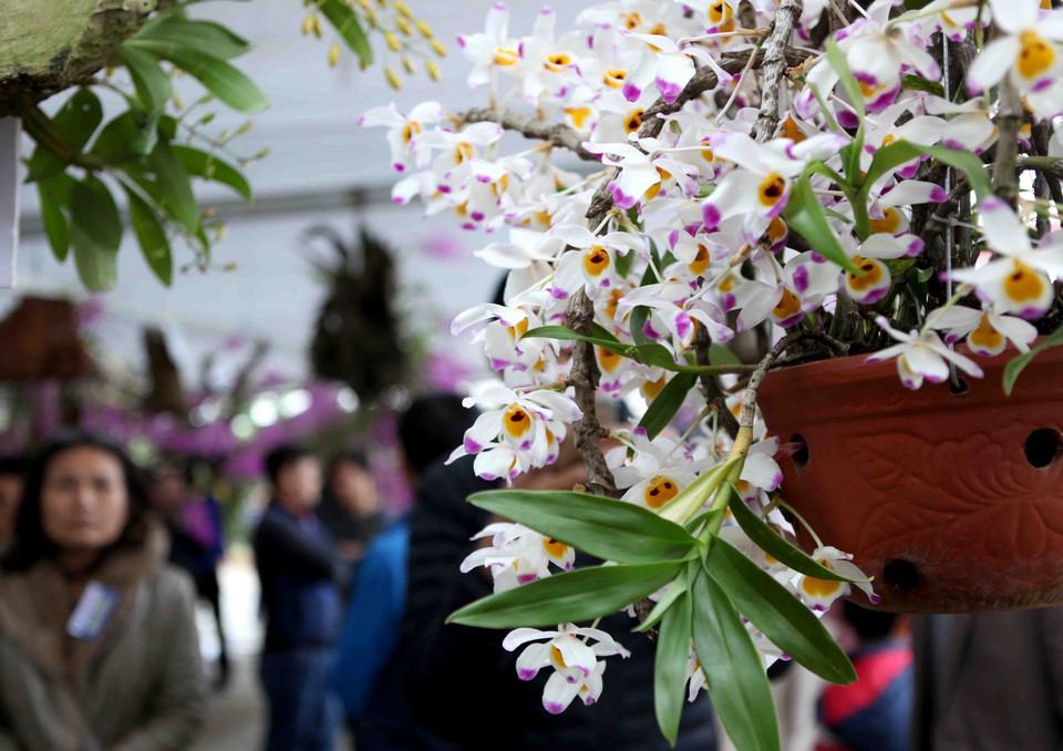 Các loại hoa lan tại triển lãm. (Ảnh: Quý Trung/TTXVN)