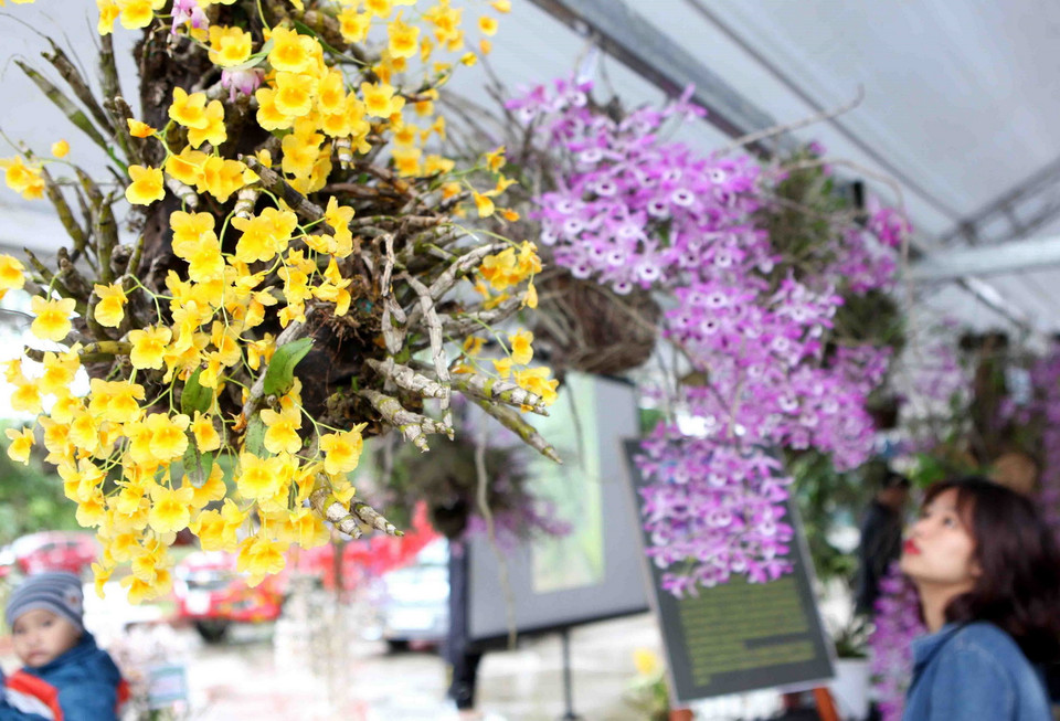 Triển lãm hoa Lan năm 2018 với chủ đề “Hương sắc Lai Châu” diễn ra trong hai ngày 7-8/4. (Ảnh: Quý Trung/TTXVN) 