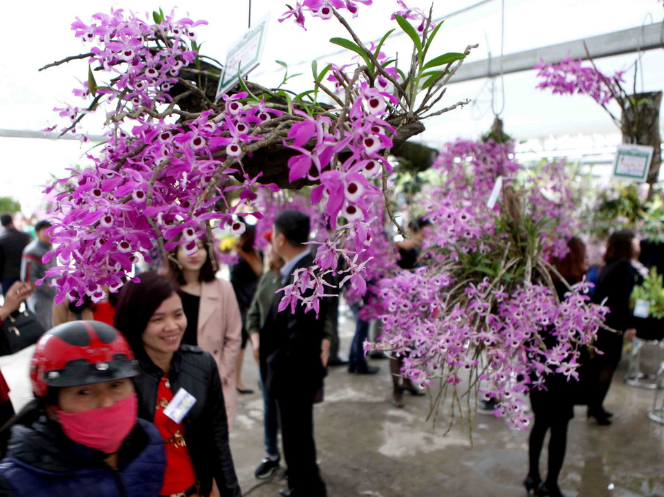 Các loại hoa lan tại triển lãm. (Ảnh: Quý Trung/TTXVN)
