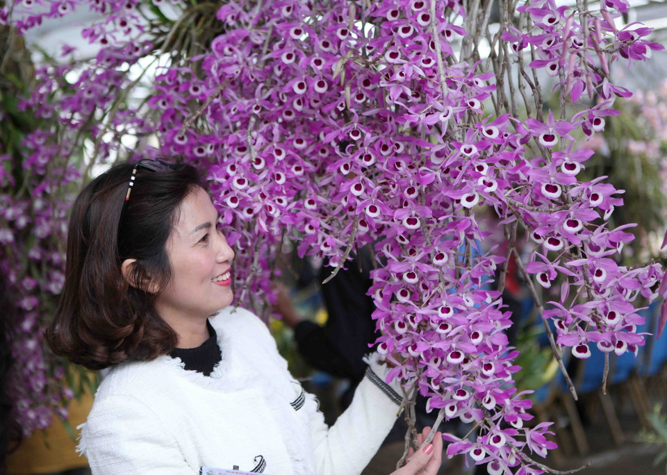 Du khách chiêm ngưỡng hoa Lan tại triển lãm. Ảnh: Quý Trung/TTXVN)