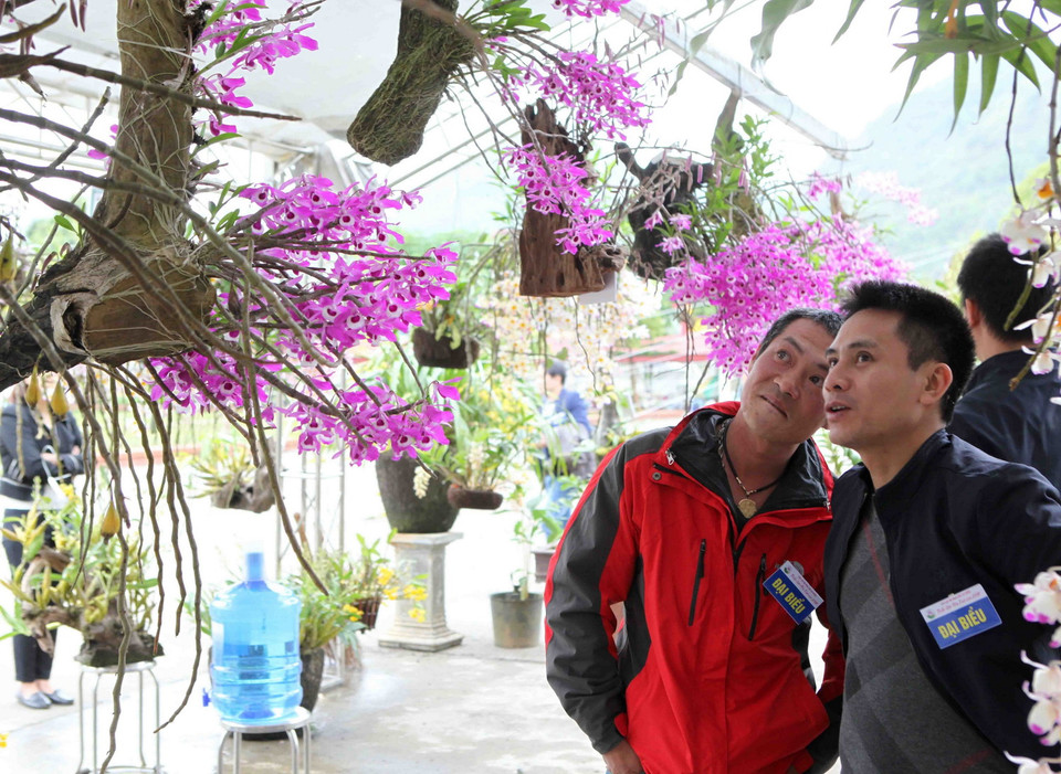 Triển lãm thu hút đông du khách và những người yêu hoa lan. (Ảnh: Quý Trung/TTXVN)