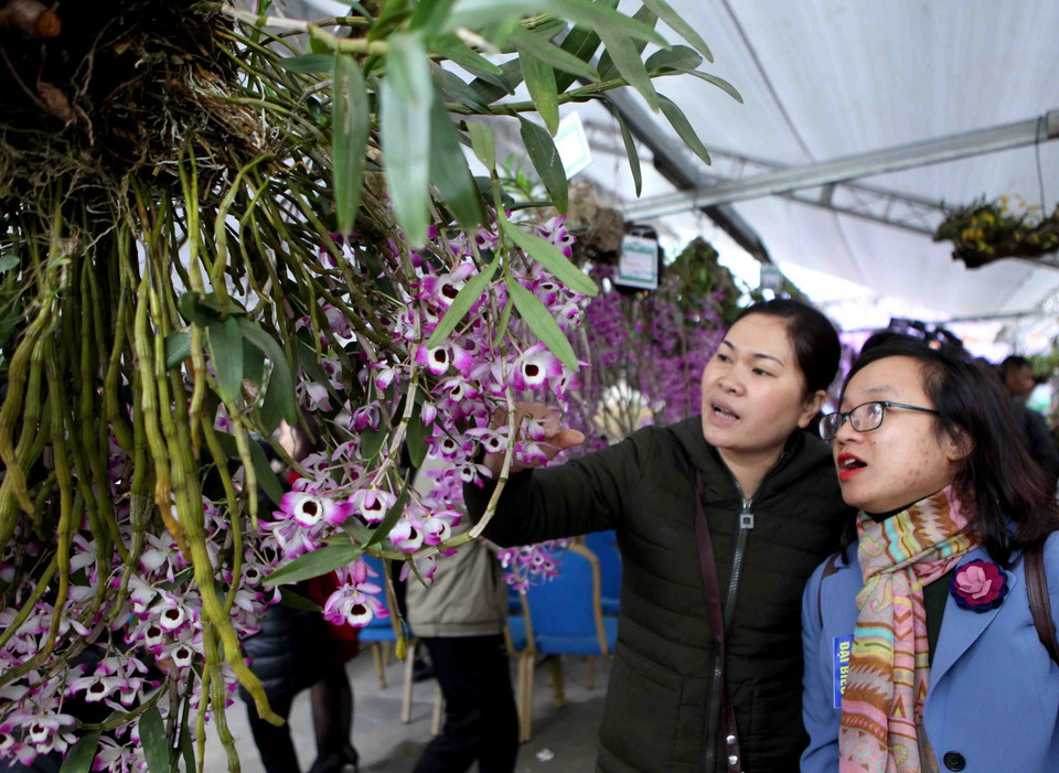 Du khách chiêm ngưỡng hoa Lan tại triển lãm. Ảnh: Quý Trung/TTXVN)
