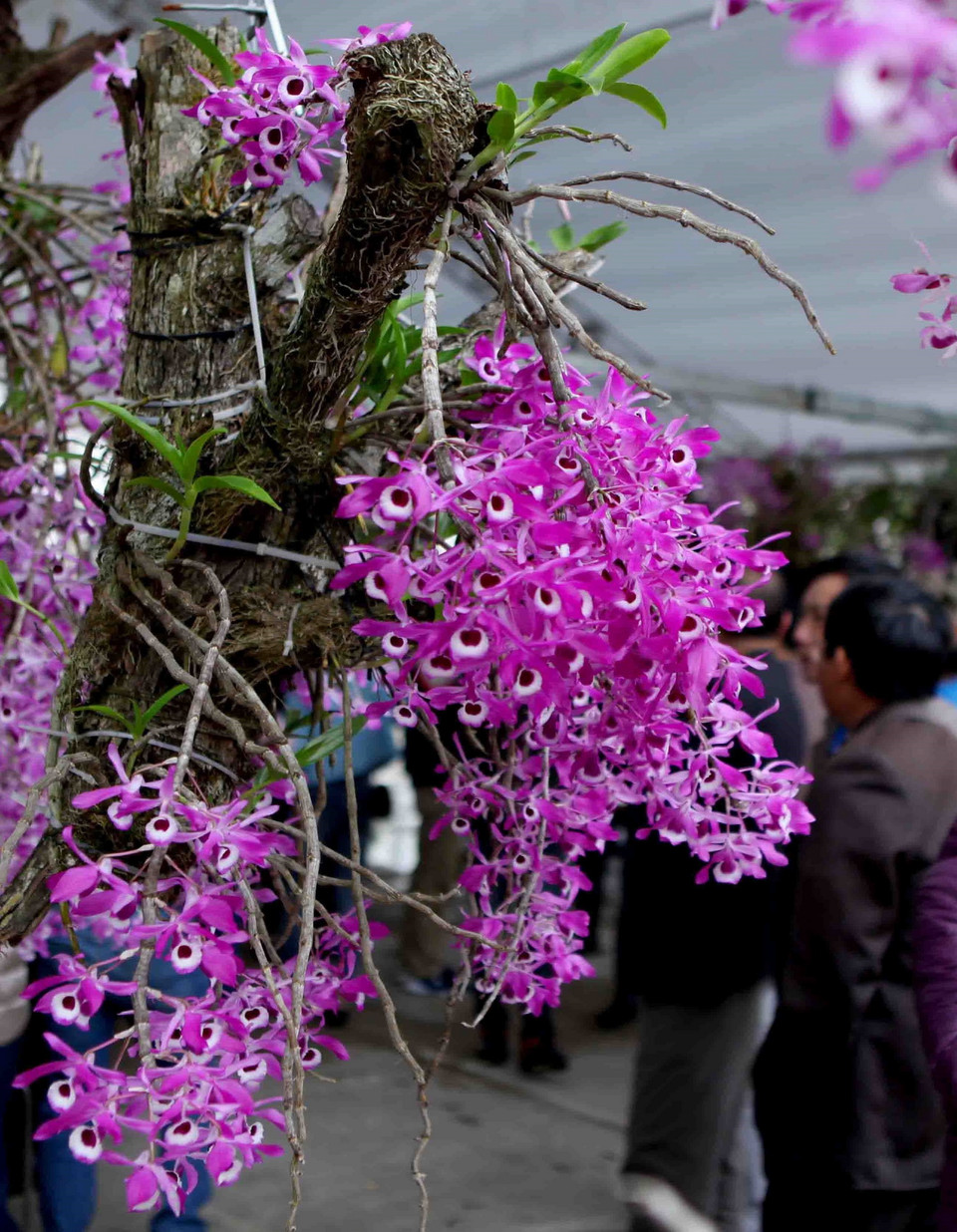 Các loại hoa lan tại triển lãm. (Ảnh: Quý Trung/TTXVN)