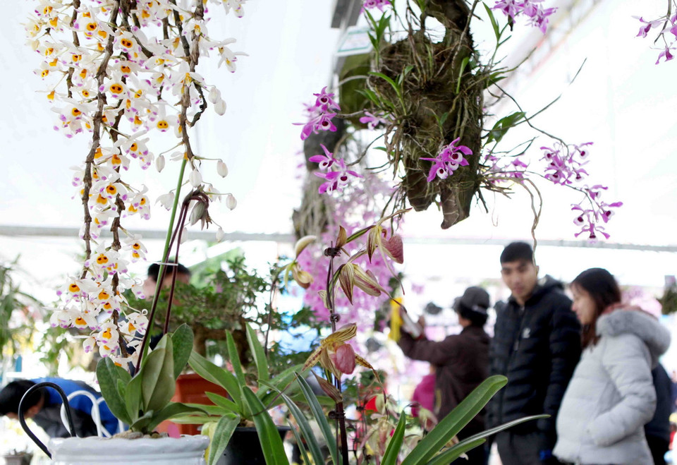 Các loại hoa lan tại triển lãm. (Ảnh: Quý Trung/TTXVN)