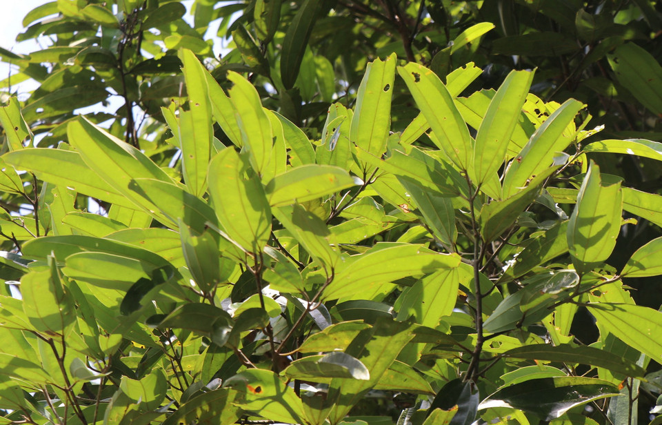 Lá cây quế có nhiều tác dụng trong ngành y dược. (Ảnh: Phạm Cường/TTXVN)