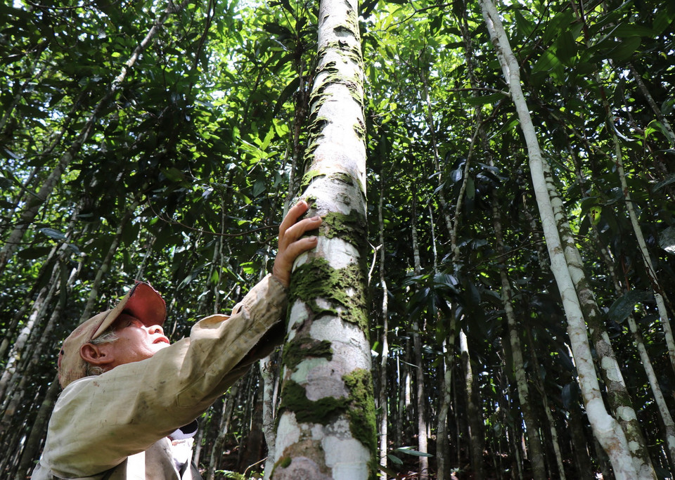 Nhờ trồng và phát triển quế, nhiều hộ đồng bào Cor ở Trà Bồng đã vương lên thoát nghèo, làm giàu. (Ảnh: Phạm Cường/TTXVN)