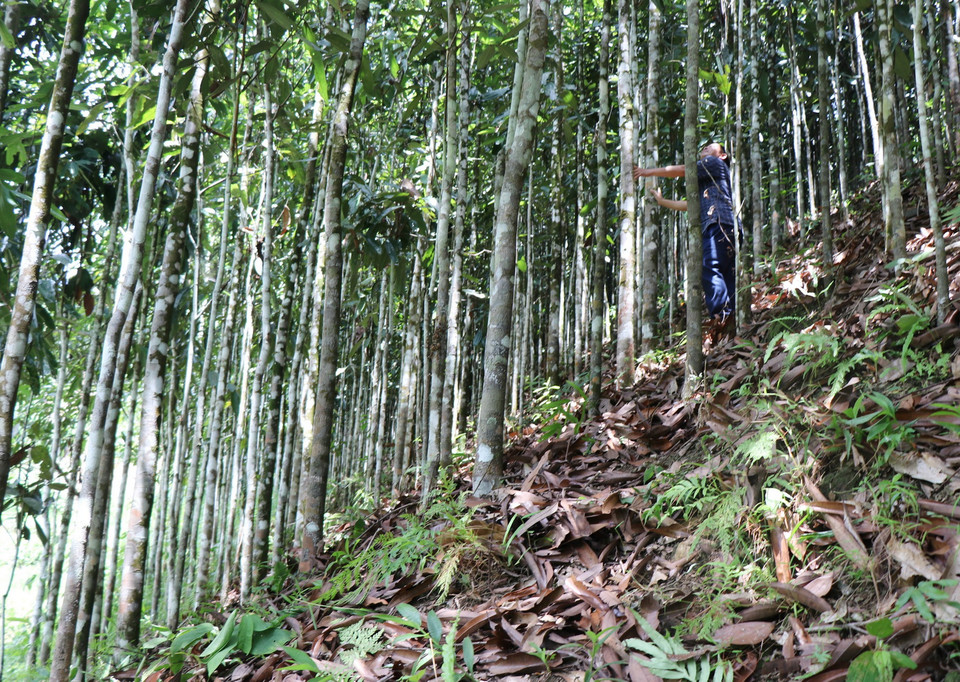 Huyện Trà Bồng hiện có 5.200ha quế, sản lượng thu hoạch mỗi năm khoảng 1.600-2000 tấn. (Ảnh: Phạm Cường/TTXVN)