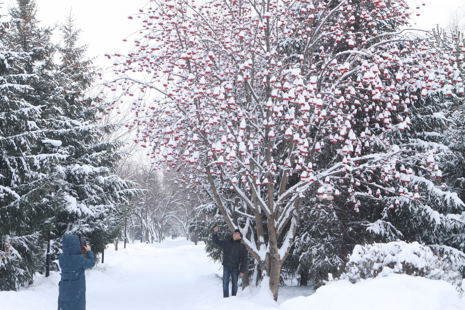 Cây thanh lương trà - một đặc sản của vùng Siberia với những chùm quả đỏ nổi bật trong tuyết trắng mùa Đông. (Ảnh: Trần Hiếu/TTXVN)