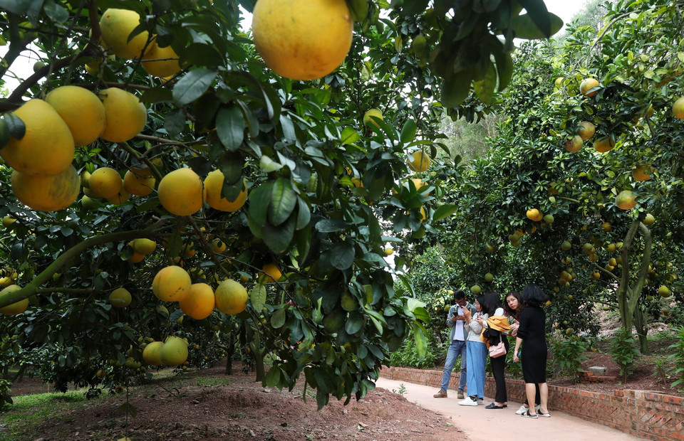 Du khách trải nghiệm du lịch miệt vườn mùa cam, bưởi tại Lục Ngạn, Bắc Giang. (Ảnh: Danh Lam/TTXVN)