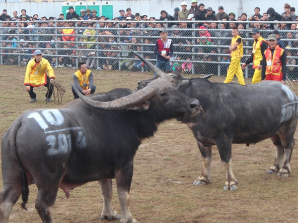 Hai trâu thăm dò. (Ảnh: Hùng Võ/Vietnam+)