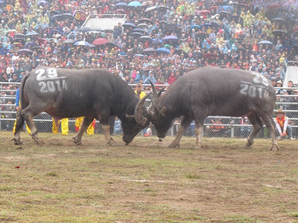 Hai trâu nhập cuộc. (Ảnh: Hùng Võ/Vietnam+)
