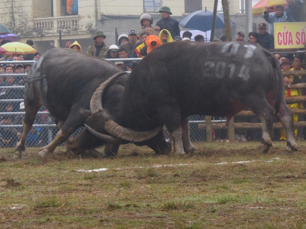Những phút đọ sức căng thẳng. (Ảnh: Hùng Võ/Vietnam+)
