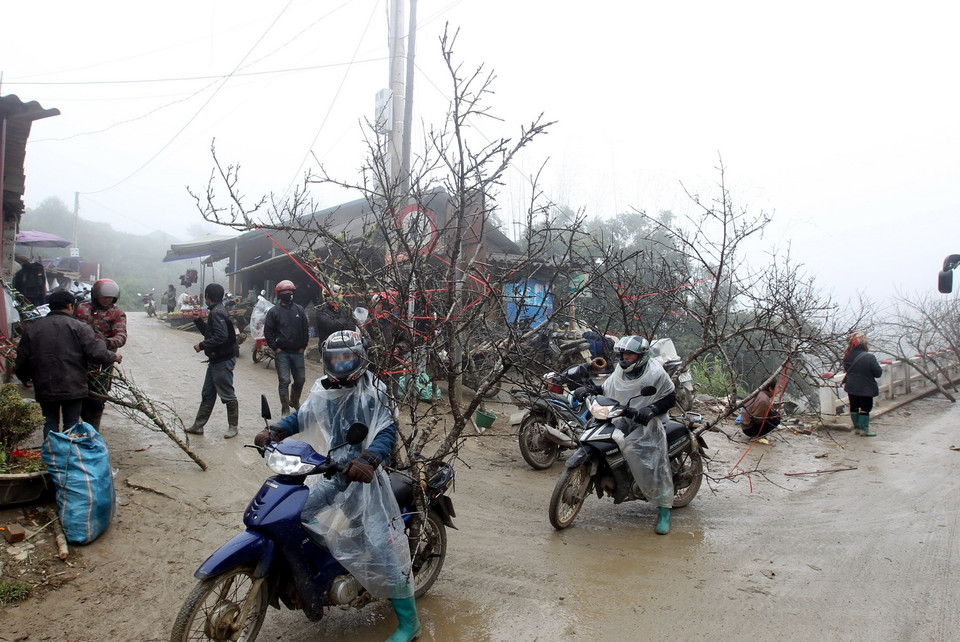 Đào rừng Sa Pa được bầy bán nhộn nhịp trên Quốc lộ 4D. (Ảnh: Quốc Khánh/TTXVN)