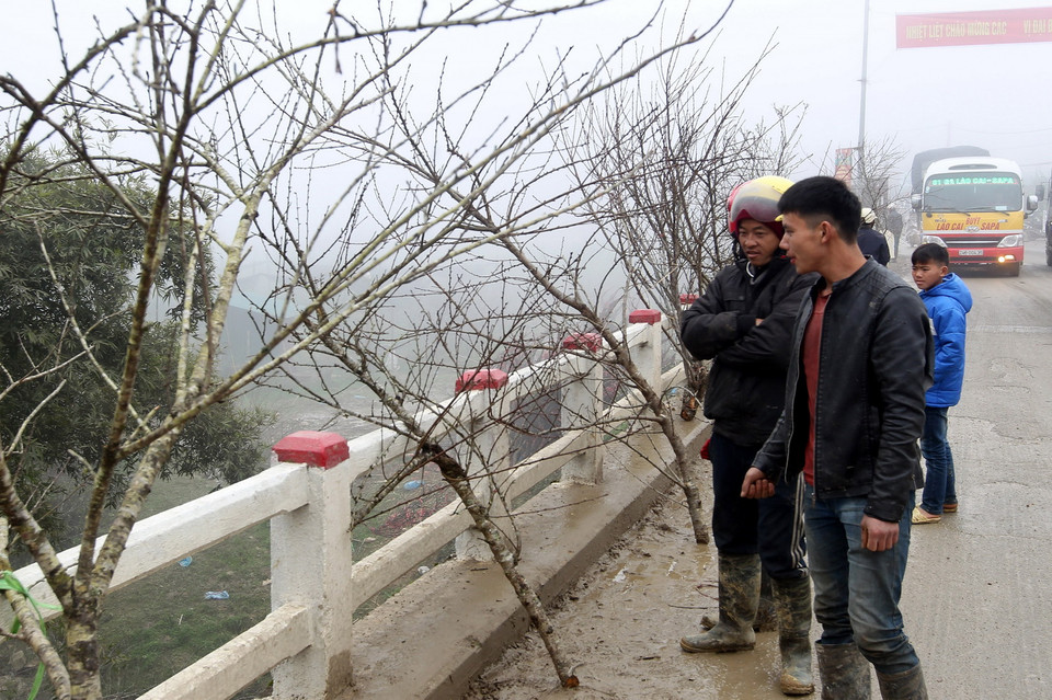 Người dân, khách du lịch chọn mua những cành đào rừng ưng ý được bày bán trên Quốc lộ 4D. (Ảnh: Quốc Khánh/TTXVN)