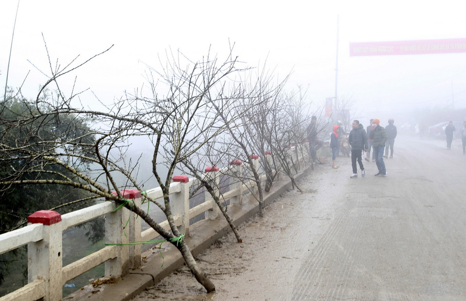 Dọc Quốc lộ 4D, đào rừng Sa Pa được người dân bày bán với giá từ vài trăm nghìn đến vài triệu đồng một cành hoặc một gốc, tùy theo hình tán, dáng thế, độ dày của nụ hoa và độ cổ kính của gốc đào. (Ảnh: Quốc Khánh/TTXVN)