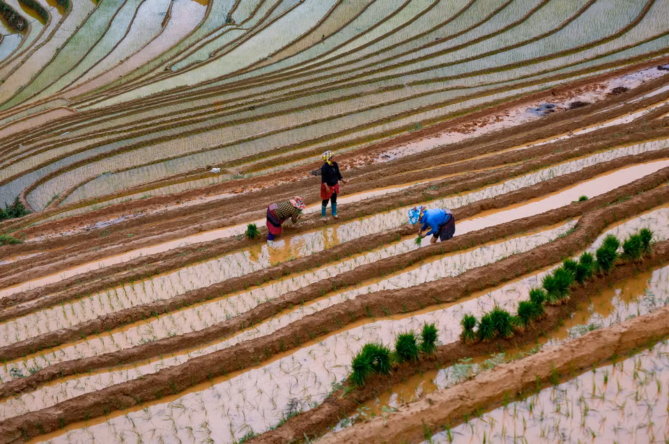 Với người Mông nơi đây, họ đã quen với công việc trên nhưng thửa ruộng bập thang. (Ảnh: Tuấn Anh/TTXVN)