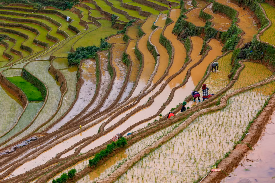 Ruộng bậc thang mùa nước đổ tạo nên một khung cảnh vô cùng ấn tượng, đẹp như bức tranh thủy mặc. (Ảnh: Tuấn Anh/TTXVN)