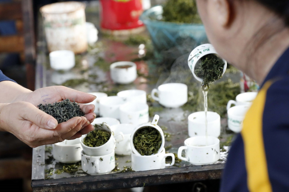  Chè được pha vào chén để thử sắc của nước chè. (Ảnh: Trần Việt/TTXVN)