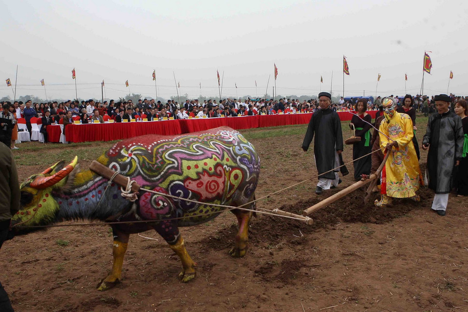 Bô lão đóng vai Vua thực hiện đường cày đầu Xuân trong lễ hội. (Ảnh: Thanh Tùng/TTXVN)