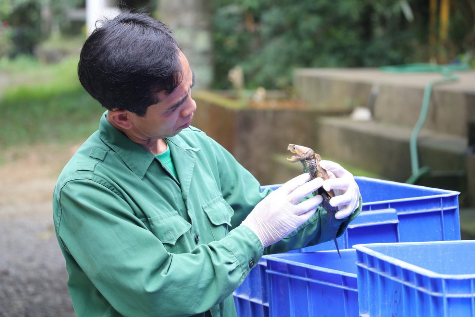 Nhân viên của Trung tâm kiểm tra thể trạng của một cá thể rùa quý hiếm. (Ảnh: Đức Phương/TTXVN)