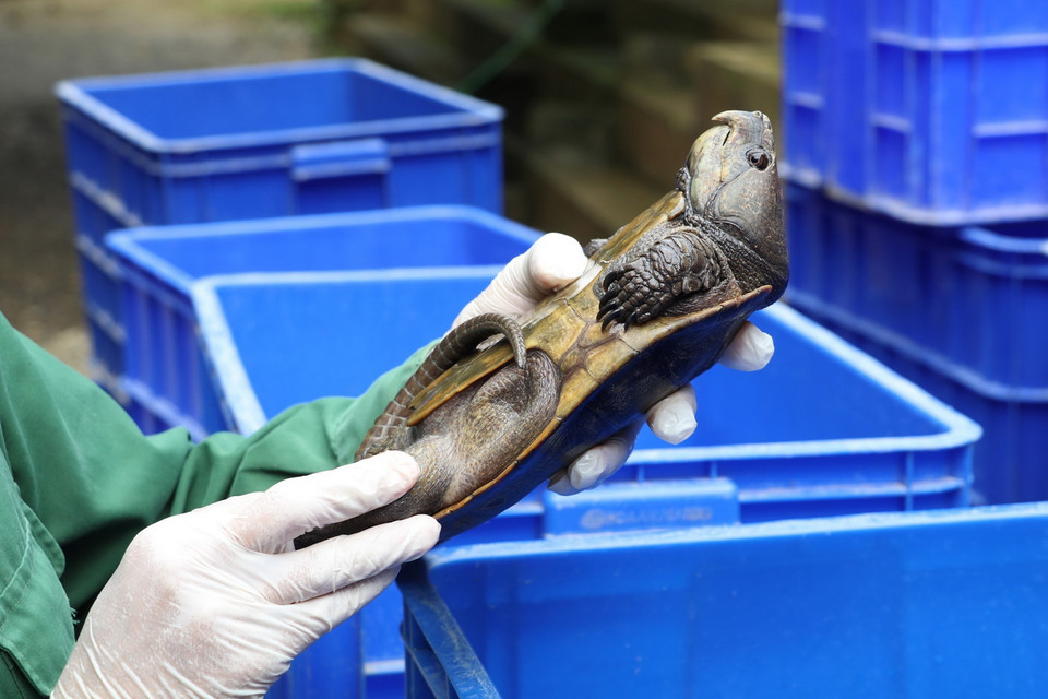 Nhân viên của Trung tâm kiểm tra thể trạng của một cá thể rùa quý hiếm. (Ảnh: Đức Phương/TTXVN)