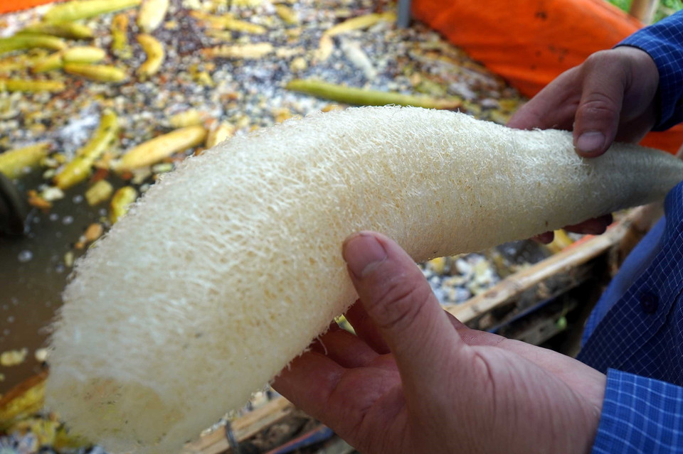 Xơ mướp dày, mịn là những xơ mướp đạt chất lượng. (Ảnh: Đinh Văn Nhiều/TTXVN)