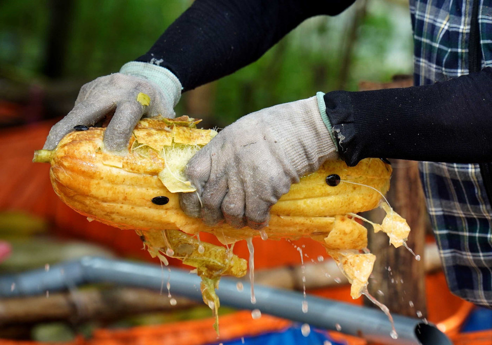 Người dân bóc vỏ để lấy xơ mướp. (Ảnh: Đinh Văn Nhiều/TTXVN)