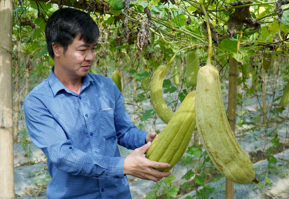 Xơ mướp tưởng chừng không có nhiều giá trị về kinh tế, thế nhưng, anh Tạ Quý Tôn, ở xã Nguyệt Đức, huyện Thuận Thành, tỉnh Bắc Ninh, lại biến chúng trở thành những bộ sản phẩm đồ gia dụng hữu ích, xuất khẩu sang các thị trường Mỹ, Nhật, Hàn Quốc và châu Âu, mang lại giá trị kinh tế cao với trị giá trên 300.000 USD/năm. (Ảnh: Đinh Văn Nhiều/TTXVN)