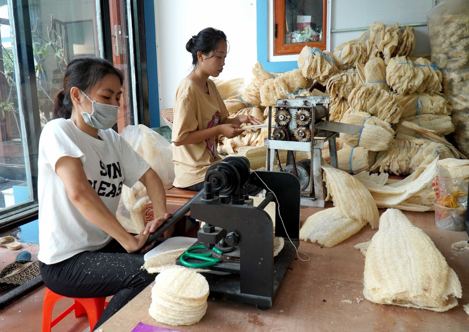 Xơ mướp sau khi được phơi khô sẽ được ép để tạo ra những sản phẩm gia dụng. (Ảnh: Đinh Văn Nhiều/TTXVN)