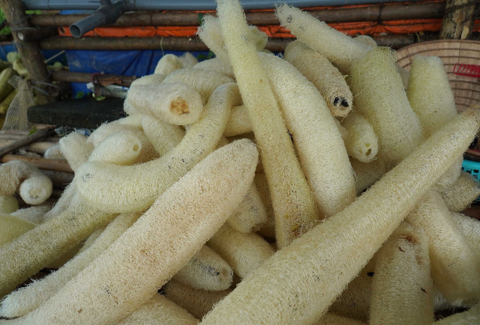 Xơ mướp sau khi đã được bóc vỏ. (Ảnh: Đinh Văn Nhiều/TTXVN)