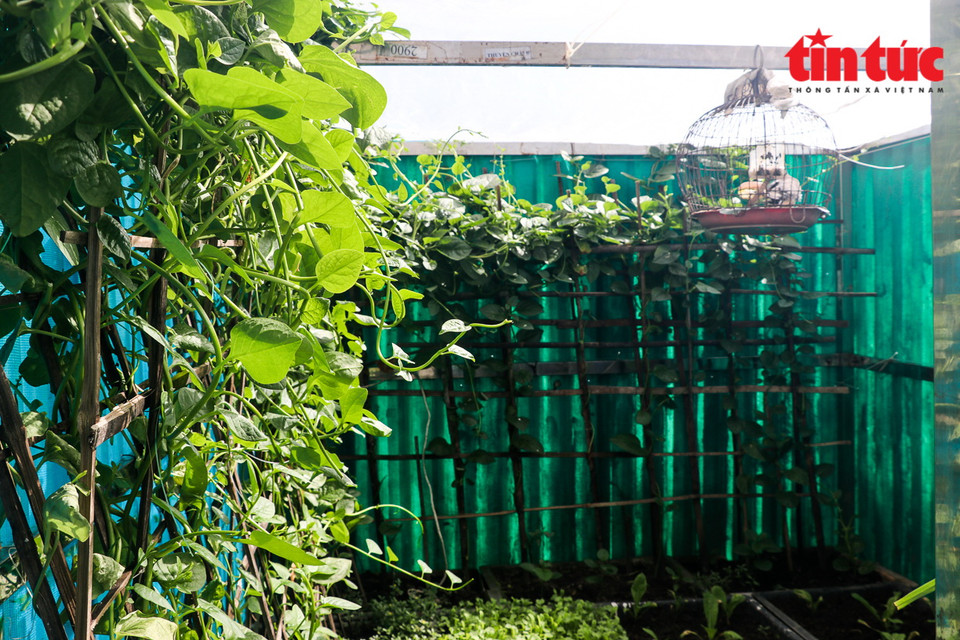  Các chiến sỹ Đảo Cô Lin chăm sóc vườn rau xanh. (Ảnh: Viết Tôn/TTXVN)