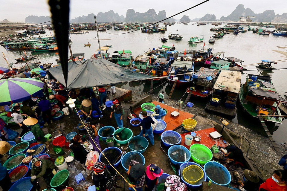 Chợ cá Bến Do nằm bên bờ vịnh Bái Tử Long, nơi có nguồn hải sản phong phú. (Ảnh: Lâm Khánh/TTXVN)