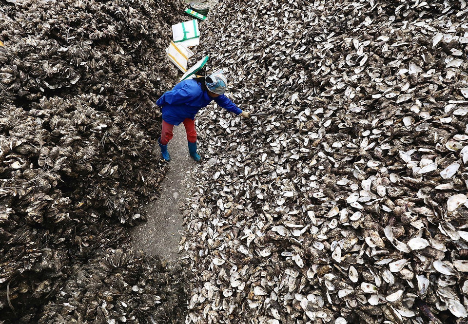 Vỏ hàu được tập kết để tái sử dụng cho việc nuôi cấy con giống. (Ảnh: Lâm Khánh/TTXVN)