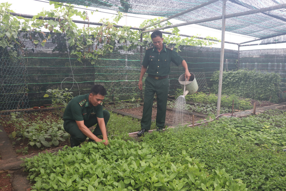  Các chiến sỹ Bộ đội Biên phòng Đồn Biên phòng Trường Sa chăm sóc rau xanh trong vườn của đơn vị. (Ảnh: Viết Tôn/TTXVN)