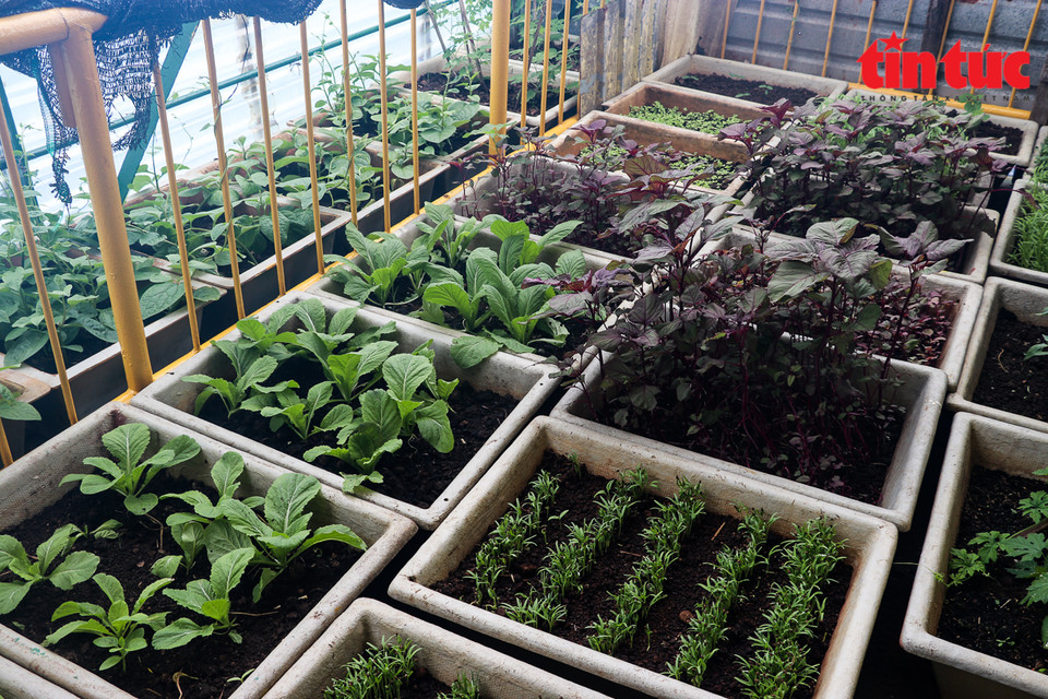 Hiện trên các điểm đảo ở Trường Sa đã đảm bảo tự túc được 80% rau xanh. (Ảnh: Viết Tôn/TTXVN)