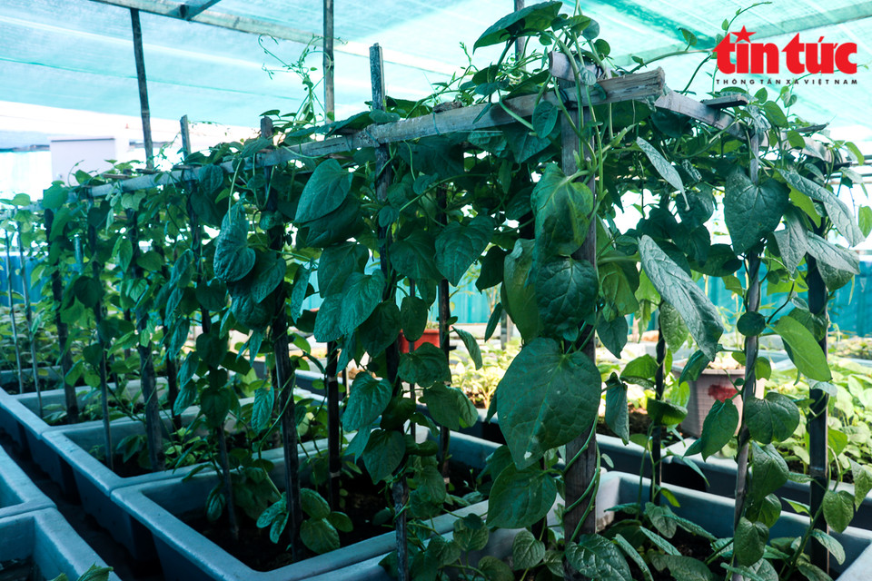 Những luống rau mồng tơi xanh tốt đã làm dịu mát cái nắng oi bức giữa sóng nước Trường Sa. (Ảnh: Viết Tôn/TTXVN)