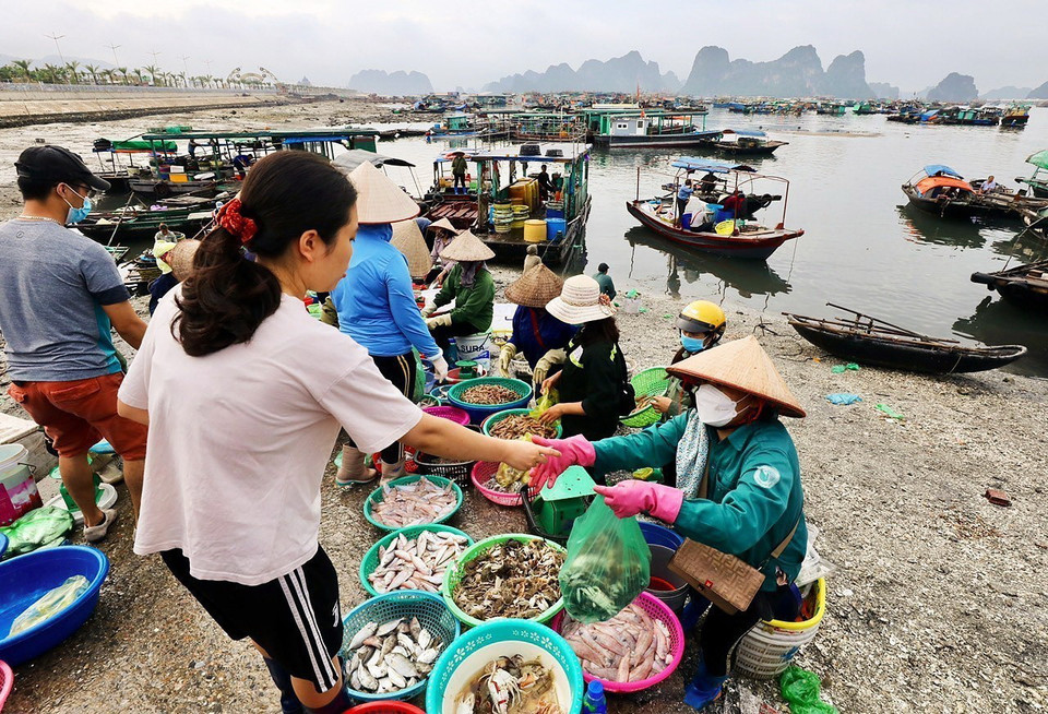 Du khách đến với Quảng Ninh thường tìm đến tận nơi để được hòa mình trong khung cảnh buôn bán tấp nập, chọn cho mình những mớ hải sản tươi ngon nhất. (Ảnh: Lâm Khánh/TTXVN)