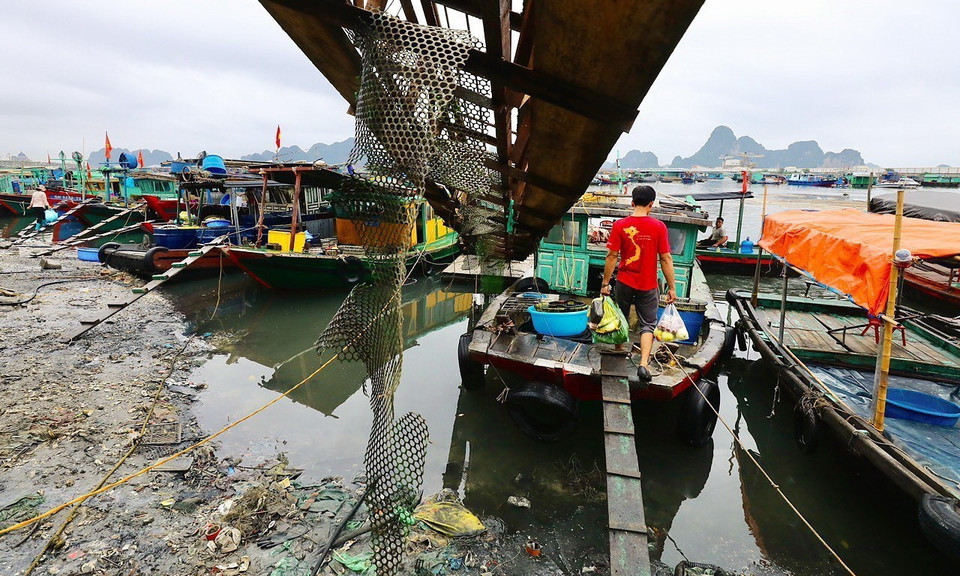Từ khoảng 2 - 3 giờ sáng, tàu, thuyển với đầy cá, mực, tôm, cua… nối đuôi nhau cập bến ở chợ đầu mối Bến Do. (Ảnh: Lâm Khánh/TTXVN)