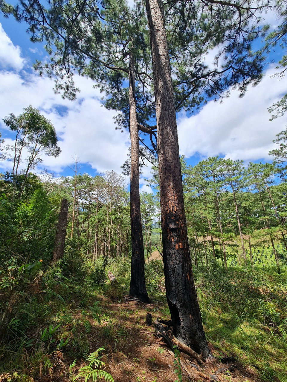 Những cây thông cổ thụ bị lâm tặc đốt gốc. (Ảnh: Chu Quốc Hùng/TTXVN)