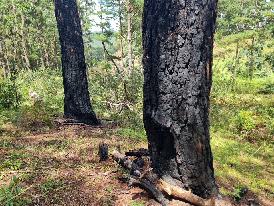 Nhiều cây thông cổ thụ ở Lạc Dương bị lâm tặc đốt cho chết để chiếm đất. (Ảnh: Chu Quốc Hùng/TTXVN)