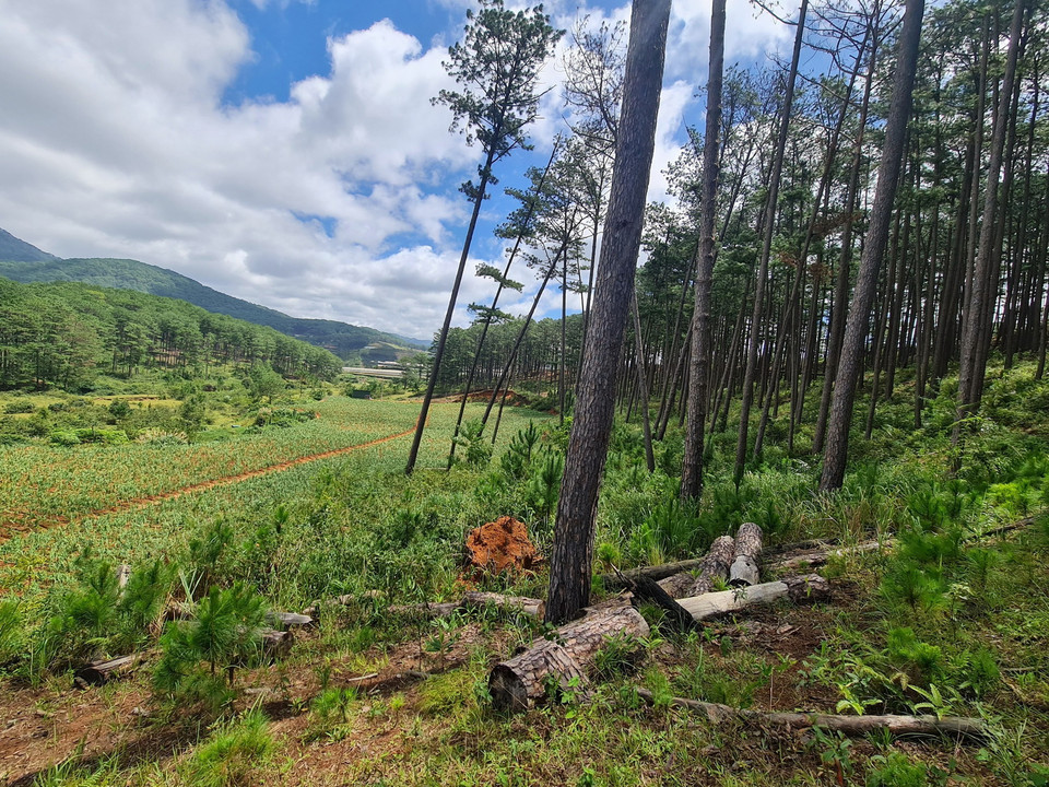 Rừng bị chặt phá bừa bãi ở huyện Lạc Dương. (Ảnh: Chu Quốc Hùng/TTXVN)