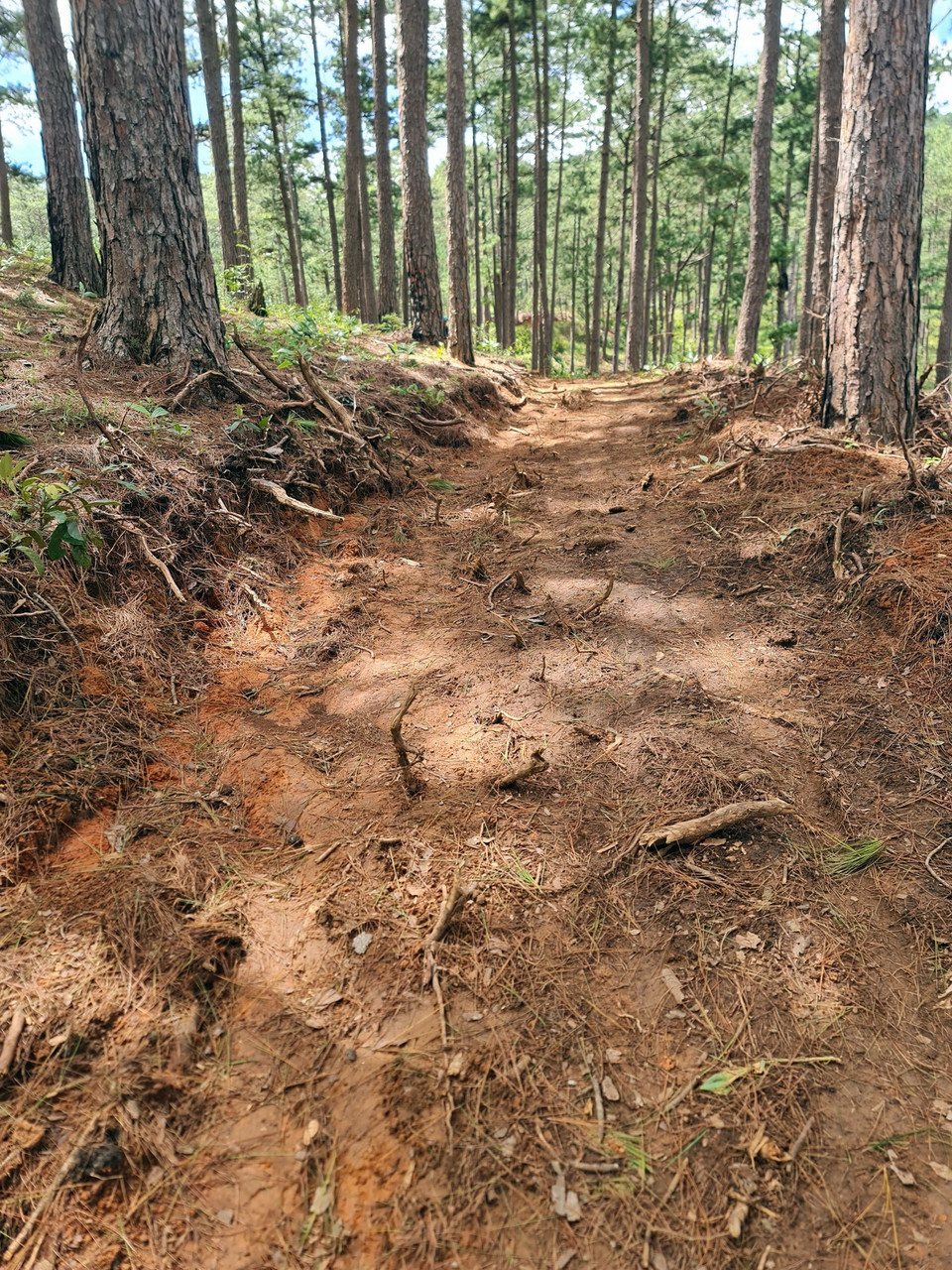 Một hộ gia đình ở Đạ Sar-Lạc Dương, mới mở đường trái phép băng qua cánh rừng phòng hộ. (Ảnh: Chu Quốc Hùng/TTXVN)
