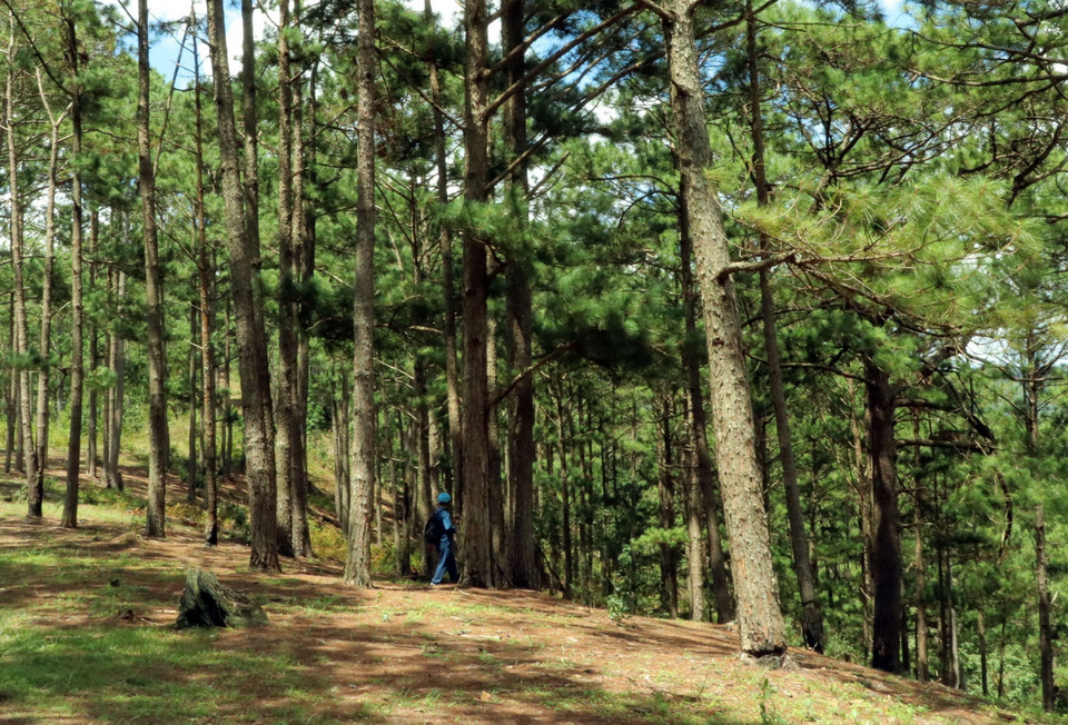 Nhiều cây thông trong một cánh rừng ở tiểu khu 114A, xã Đạ Sar, Lạc Dương, bị ken gốc cho cây chết. (Ảnh: Chu Quốc Hùng/TTXVN)