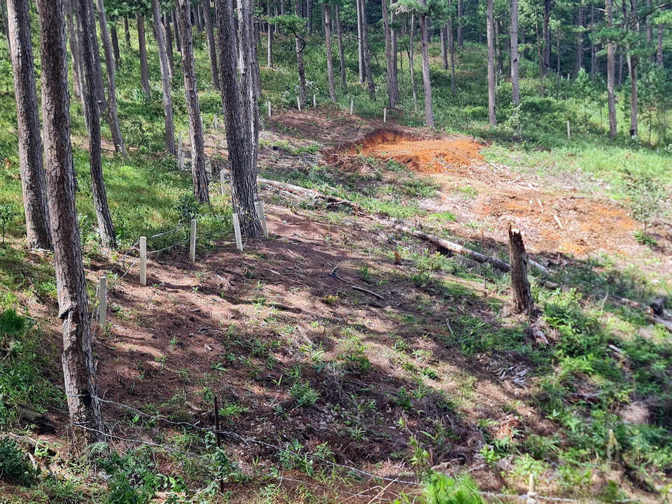 Một hành vi lấn chiếm đất rừng ở Lạc Dương. (Ảnh: Chu Quốc Hùng/TTXVN)