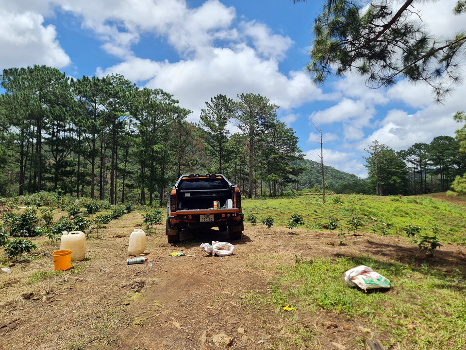 Ngang nhiên lấn chiếm rừng để trồng càphê. (Ảnh: Chu Quốc Hùng/TTXVN)