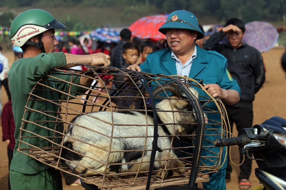 Người dân mang dê đến thi đấu tại xã Xá Nhè. Tiêu chuẩn của dê chọi là dê đực từ 2 tuổi trở lên, ngoại hình cân đối, khỏe mạnh, sừng chắc khỏe, chân móng to, nhanh nhẹn, linh hoạt, không nhiễm các bệnh về gia súc. (Ảnh: Phan Tuấn Anh/TTXVN)