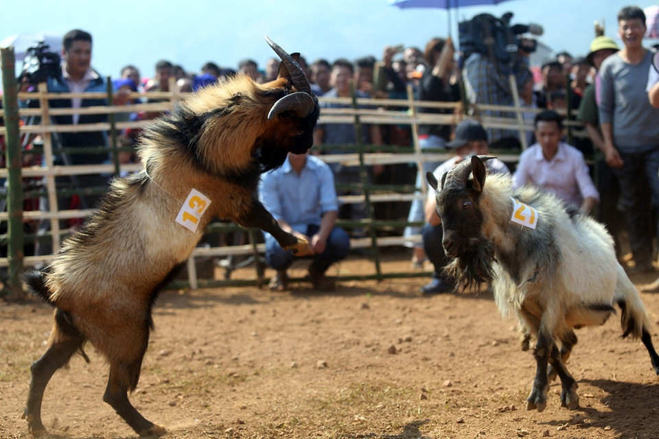 Miếng đánh hổ vồ của dê số 13. (Ảnh: Phan Tuấn Anh/TTXVN)