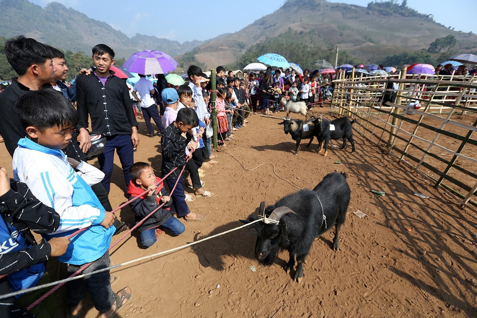 Những đấu sỹ dê được buộc riêng trước khi thi đấu. (Ảnh: Phan Tuấn Anh/TTXVN)