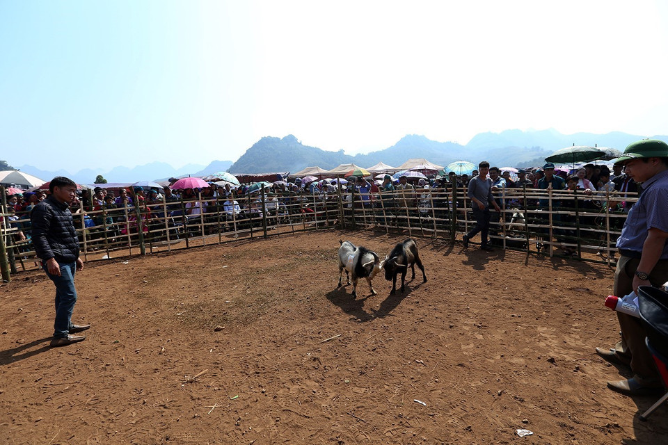Chọi dê là một trong những hoạt động đặc sắc của hội xuân ở các xã Xá Nhè và Sính Phình, huyện Tủa Chùa (tỉnh Điện Biên) trong dịp đầu Xuân mới. (Ảnh: Phan Tuấn Anh/TTXVN)